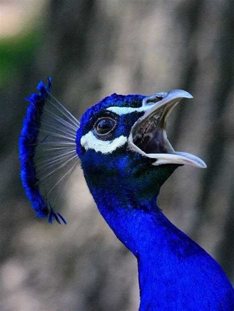 Peacock Pictures In Rain