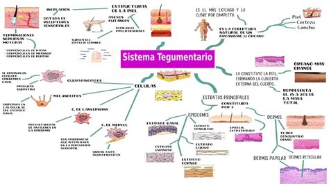 Sistema Tegumentario Mapa Conceptual Hot Sex Picture