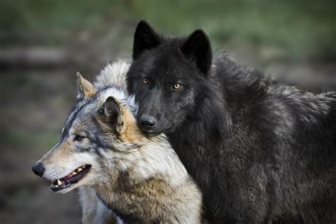 Alpha Couple Photograph By Wes And Dotty Weber Fine Art America