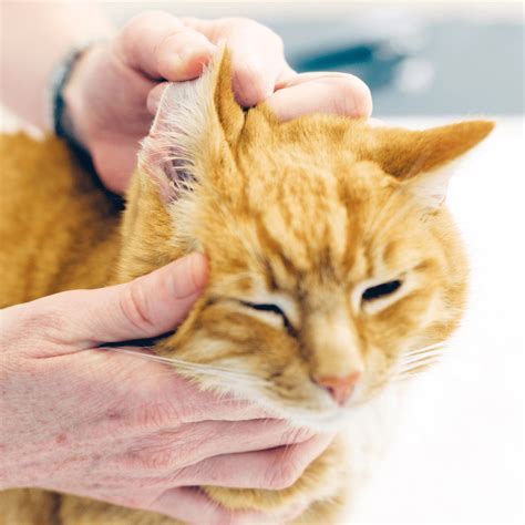 Best Ear Mite Treatment For Cats Ear Mites No More Robbysreviews