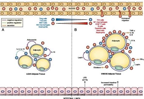 Immune Regulation In Obesity Associated Adipose Inflammation The