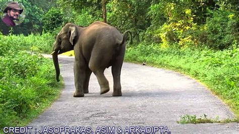 Angry Elephant Blocking Main Road Youtube