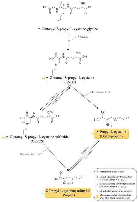 Degradation Pathway Proposed For Glutamyl S Propyl Cysteine Glycine