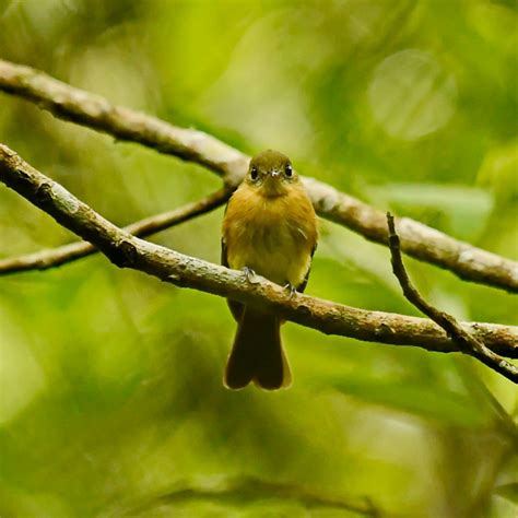 Foto Assanhadinho Myiobius Barbatus Por Amaury Pimenta Wiki Aves