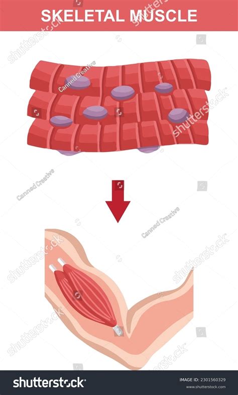 Skeletal Muscle Structure Diagram Biology Assignments Stock Vector ...