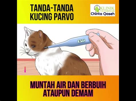 Penyakit Kucing Parvo