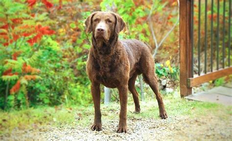 A Large Breed Of Dogs Chesapeake Bay Retriever