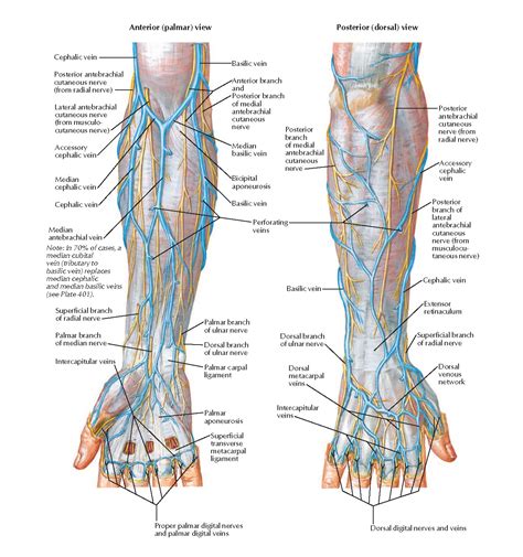 Cutaneous Nerves And Superficial Veins Of Forearm And Hand Anatomy Pediagenosis