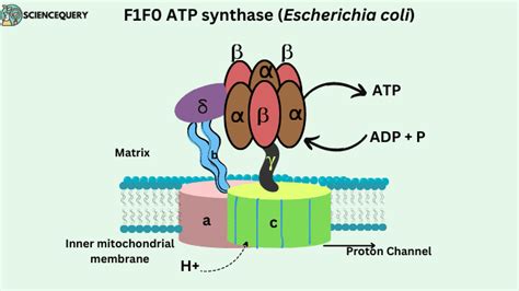 ATP synthase: World’s smallest molecular motor - ScienceQuery