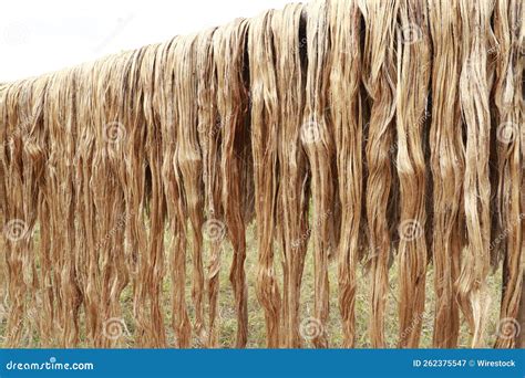 Closeup Shot Of Raw Jute Fiber Hanging Under The Sun For Drying Stock