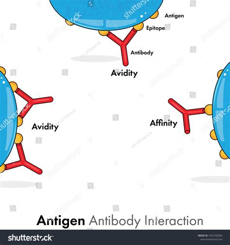 Antigen Antibody Reaction Diagram