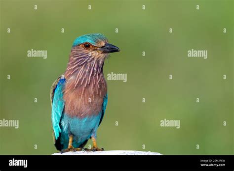 Indian Roller Coracias Benghalensis Flying Hi Res Stock Photography And