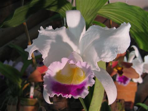 Cattleya trianae Cattleya, Orchids, Flowers, Plants, Plant, Royal Icing ...