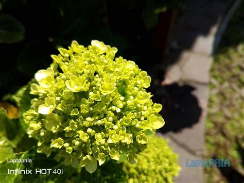 Review Infinix Hot I Fitur Lengkap Dengan Desain Menarik Laptophia