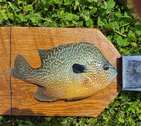 Jefferson City Man Ties State Record For Longear Sunfish Missouri