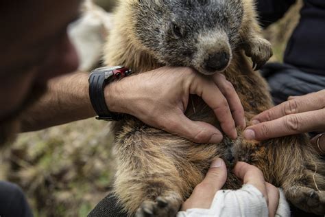 Determinazione Sesso Marmotte Pns Trentino Parco Nazionale Dello Stelvio