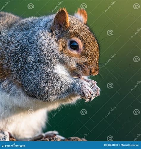 Ardilla Gris Oriental Sciurus Carolinensis En El Medio Ambiente Imagen