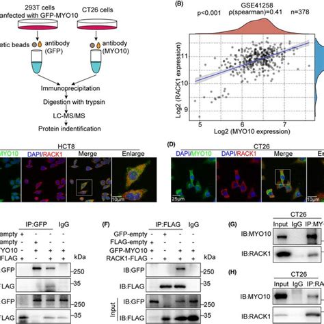 Myo10 Interacted And Colocalized With Rack1 In Colorectal Cancer Crc