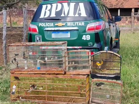 Polícia Militar realiza a soltura de 32 aves silvestres no Cariri e