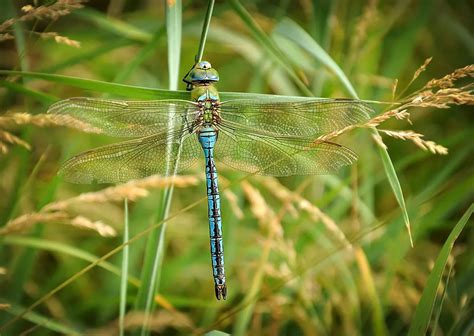 10 Astounding Things You Should Know About Dragonflies