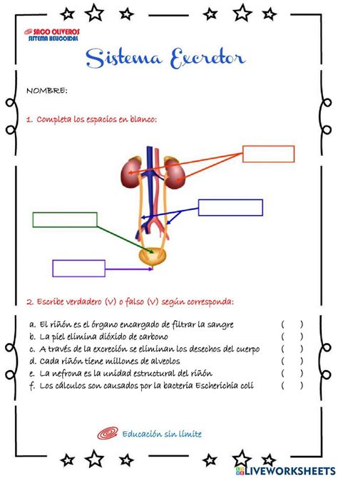 Sistema Excretor Exercícios - Sistema excretor | Free Interactive Worksheets | 7085807