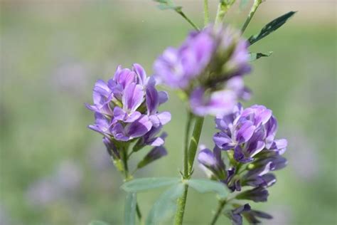 How To Plant And Grow Alfalfa Outdoors Gardeners Path