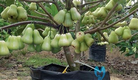 Panduan Teknis Cara Merawat Jambu Madu Untuk Pemula Trikmerawat