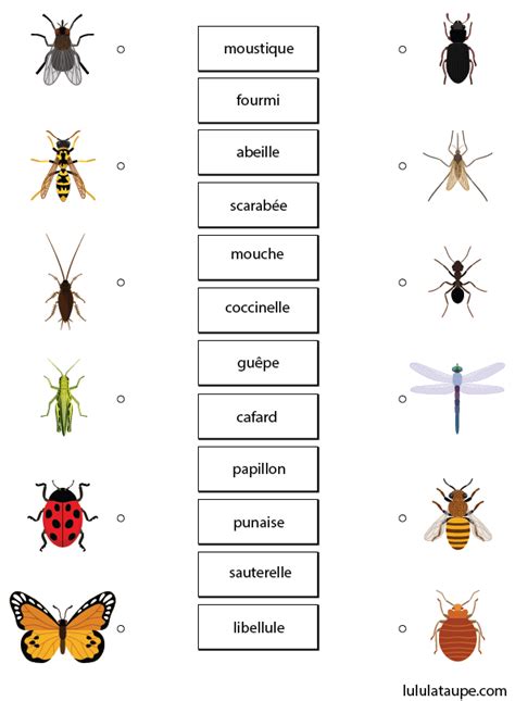 Les Insectes Exercice Ludique Imprimer Lulu La Taupe Jeux