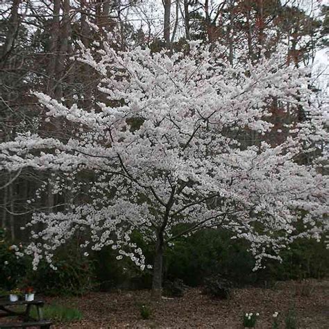 Prunus Yedoensis Yoshino Yoshino Flowering Cherry Tidewater Trees