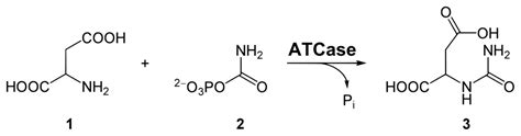 Aspartic Acid - Structure, Formula, Aspartic Acid Foods & Chemical ...