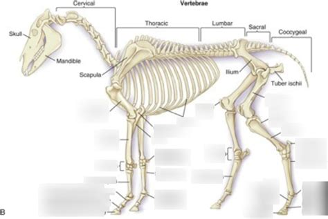 Horse anatomy Diagram | Quizlet