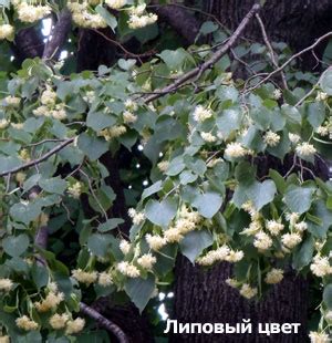 Потогонные средства из трав