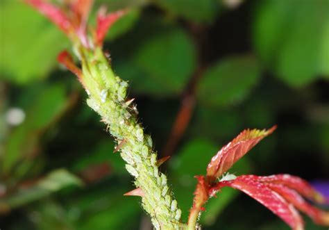 Tree Pest Control Utah Tree Works