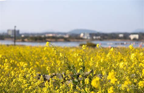 1월 제주도 여행 제주 유채꽃 명소 성산 유채꽃밭and광치기 해변 네이버 블로그