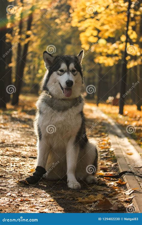 Persiga El Malamute De Alaska De La Raza Similar Al Lobo Foto De