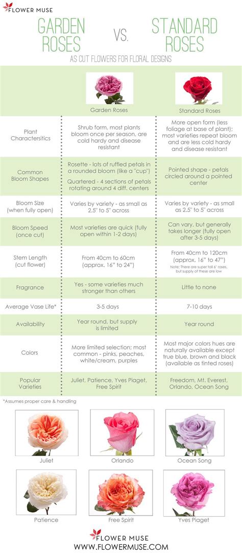 Pin By Omari On Rose Area Standard Roses Types Of Roses Roses