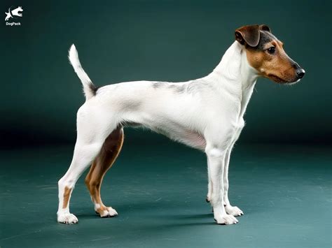 Fox Terrier: The Energetic, Clever, and Spirited Companion