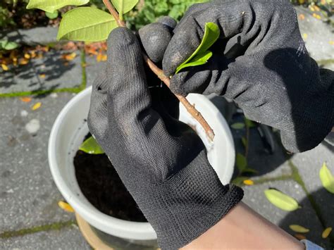 How To Propagate Star Jasmine From Cuttings