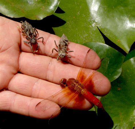 Dragonfly Life Cycle