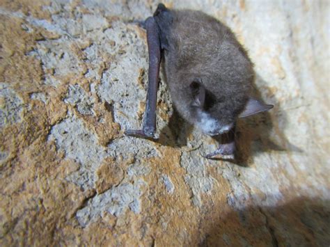 Tricolored bats are imperiled by deadly fungal disease | Popular Science