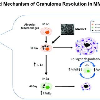 Dectin An M A Macrophage Phenotype Is Prevalent In Day Bal Cells