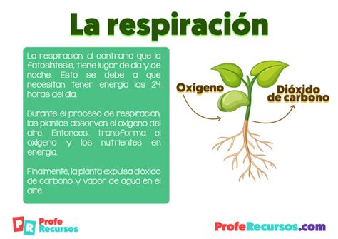 La Fotosíntesis De Las Plantas Ciencias Naturales Primaria