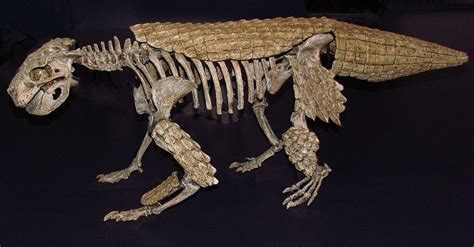 Simosuchus A Strange Herbivorous Crocodile That Lived In Madagascar