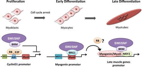 Schematic Representation Of Skeletal Muscle Differentiation Steps