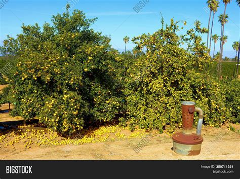 Oranges Ready Harvest Image & Photo (Free Trial) | Bigstock