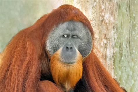 Red chimpanzee Stock Photos, Royalty Free Red chimpanzee Images ...