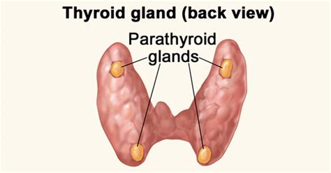 What Are The Parathyroid Glands Thyroid Sydney