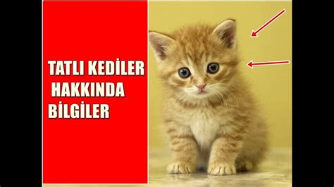 TATLI YAVRU KEDİLER KEDİLER HAKKINDA BİLGİLER YouTube