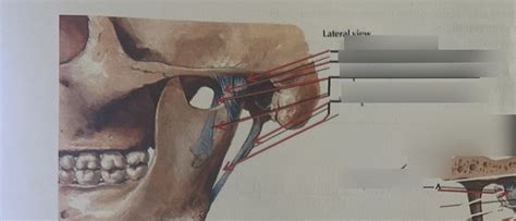 TMJ Anatomy Terms Stylo Temporal Sphenomandibular Flashcards Quizlet