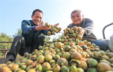 油茶梦想之花正艳——贵州省玉屏侗族自治县发展油茶产业纪实 半月谈